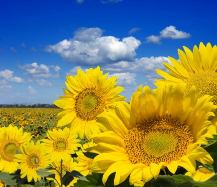 Some yellow sunflowers against a wide field and the blue sky