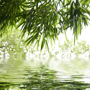 reflets de feuilles de bambous - 900006411