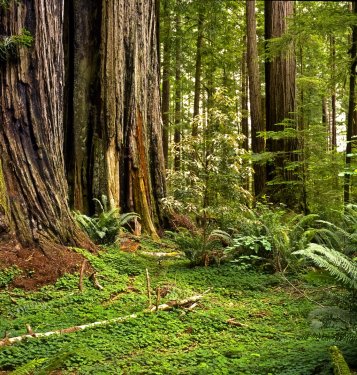 Redwood forest - 900006747