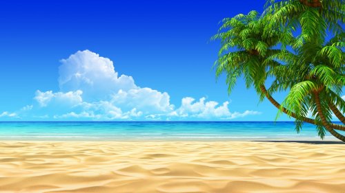 Palms on empty idyllic tropical sand beach - 900021334