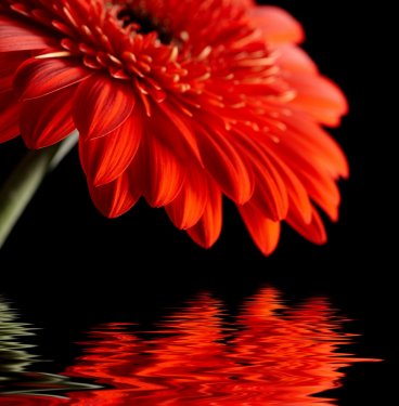 Red daisy-gerbera on black background. - 900025101