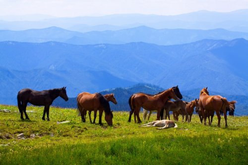 herd of horses - 900025678