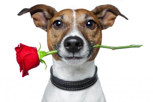 Dog with red rose - 900028971
