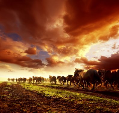Running wild horses in sunset - 900030177