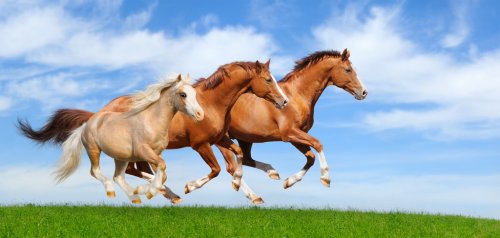 Three stallions gallop