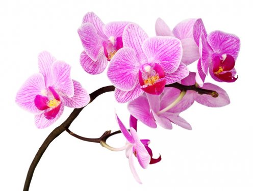 isolated orchid - 900034330