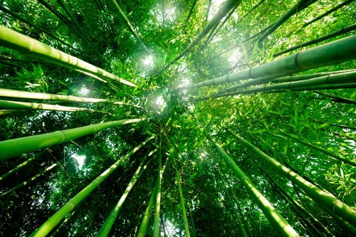 Bambou zen forêt