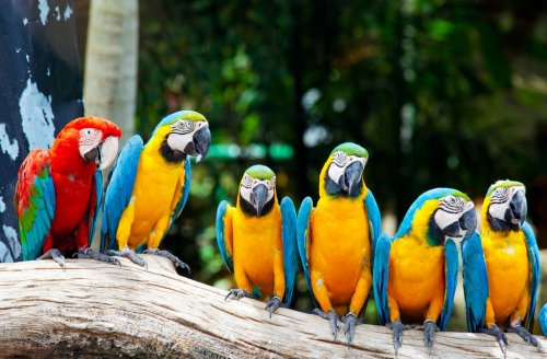colorful macaws sitting in a tree - 900039903