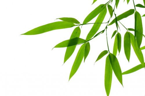 Bamboo leaves - 900040406