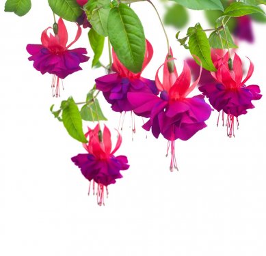 Fuchsia flowers - 900040709