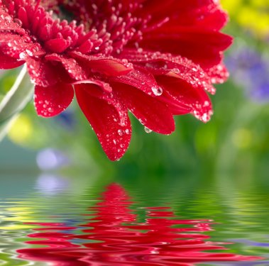 Closeup of red daisy-gerbera reflected in the water - 900042759