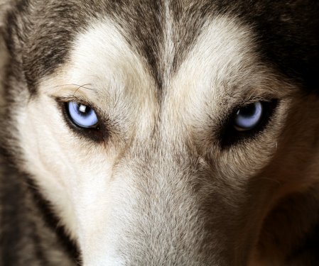 Close view of blue eyes of an Husky or Eskimo dog. - 900044268
