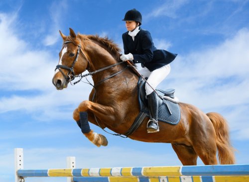 Equestrian jumper - Young girl jumping with sorrel horse - 900048102