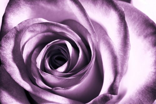 Purple rose - 900049712