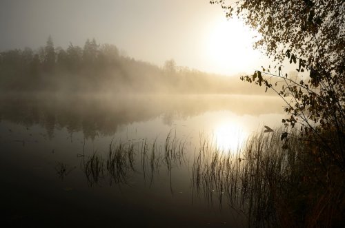 Morning's fog over the lake - 900052158