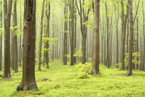 Spring beech forest on a foggy morning
