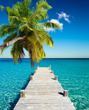 plage vacances cocotier - 900058336
