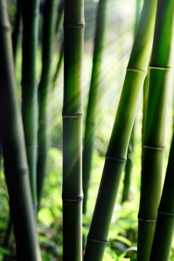 Bamboo forest - 900059733