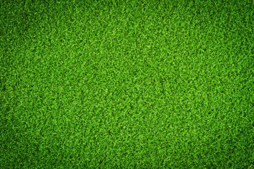 Green Grass Field - 900061703