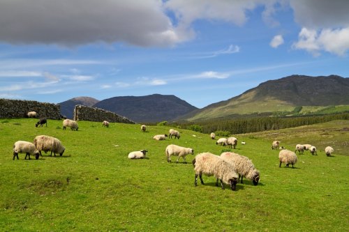 Sheep and rams in Connemara mountains - Ireland - 900063123