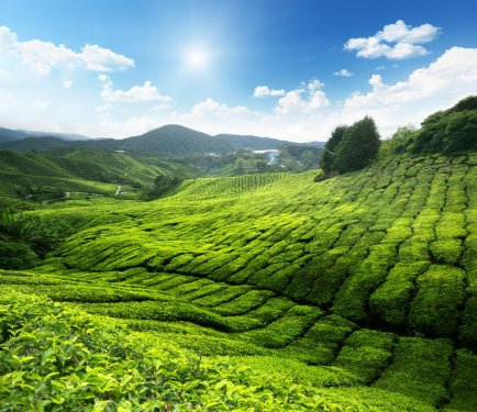 Tea plantation Cameron highlands, Malaysia - 900064261