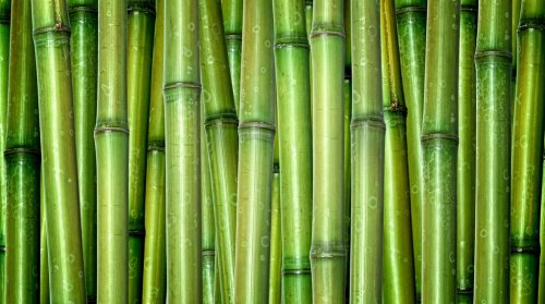 fresh bamboo background - 900065928