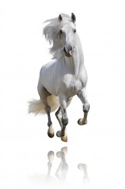 white horse isolated - 900068638