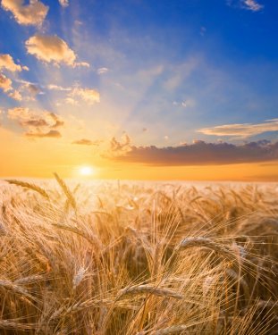 wheat field at the sunset - 900071877