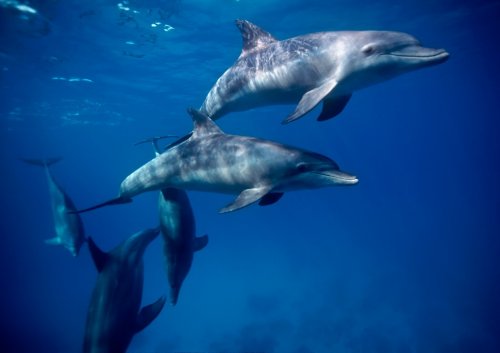 EGYPT, HURGHADA, Red Sea, wild dolphins in open water - 900076668