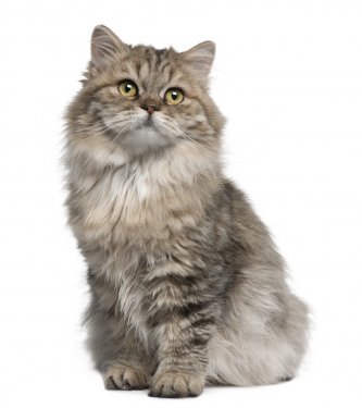British Longhair kitten, 3 months old, sitting - 900085109