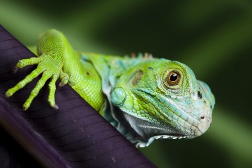 A picture of iguana - small dragon, lizard - 900096523