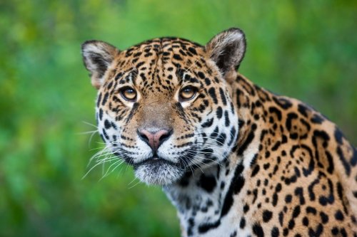 Jaguar - Panthera onca - 900097472