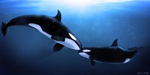orcas tenderness - 900097621