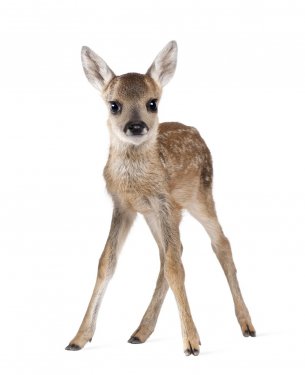 Roe Deer Fawn, standing against white background - 900097915