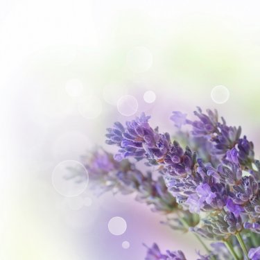 Fresh lavender - 900118393