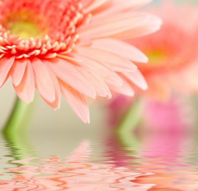 Pink daisy-gerbera with soft focus reflected in the water. - 900129118