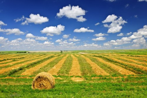 Wheat farm field at harvest - 900129868
