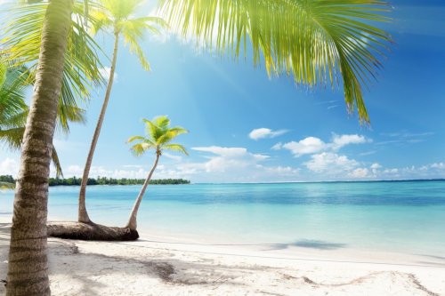 Caribbean sea and coconut palms - 900154160