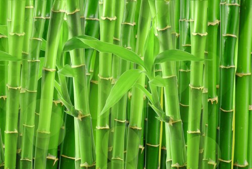 bamboo - 900178522