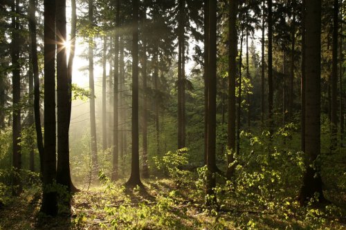 Coniferous forest backlit by the rising sun on ...