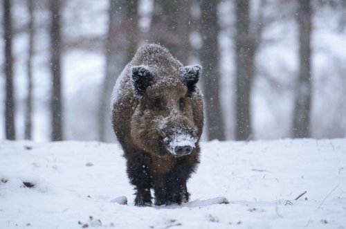 Wildschwein, Wild boar, Sus scrofa - 900203188