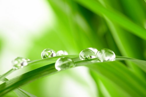 water drops on the green grass - 900203871