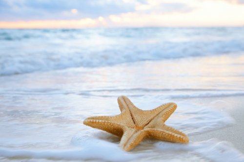 sea star starfish on beach, blue sea and sunrise time, shallow d - 900226666