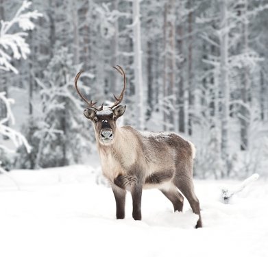 reindeer - 900228550