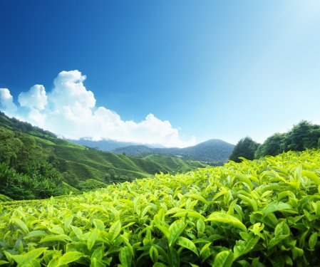 Tea plantation Cameron highlands, Malaysia - 900240259