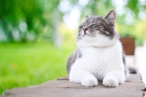 Cute cat enjoying himself outdoors. - 900240618