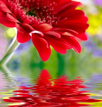 Closeup of red daisy-gerbera reflected in the water - 900251481