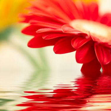 Red daisy-gerbera with soft focus reflected in the water