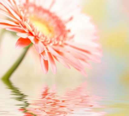 Pink daisy-gerbera with soft focus reflected in the water. - 900254004