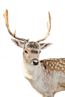 Deer on a white background